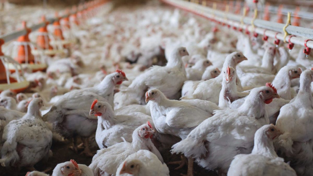 Bird Flu Outbreak Escalates In US Human Infections Surge To 31